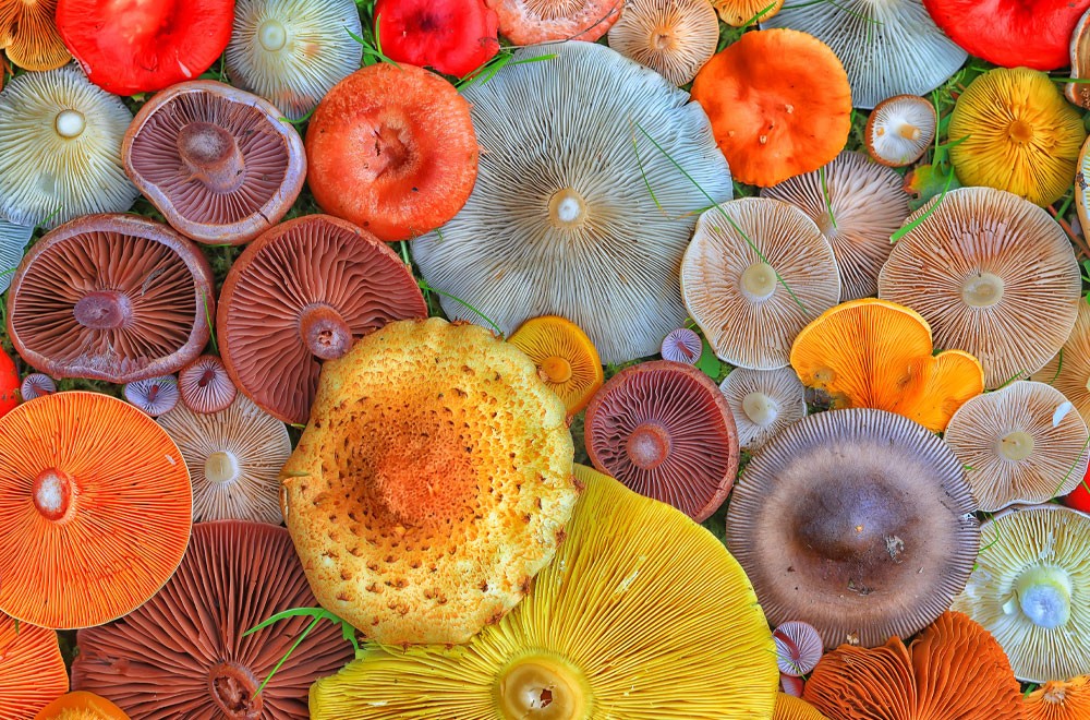 abstract background texture of very, many different mushrooms, inverted multicolored mushroom caps wallpaper