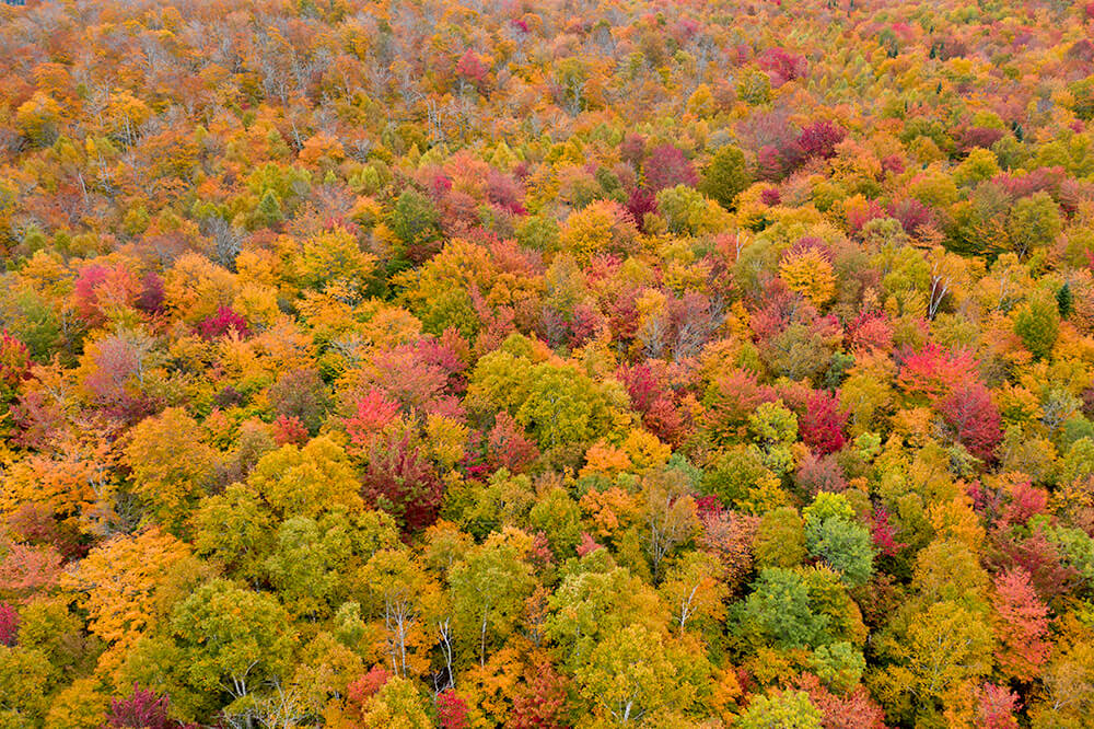 autumn-trees