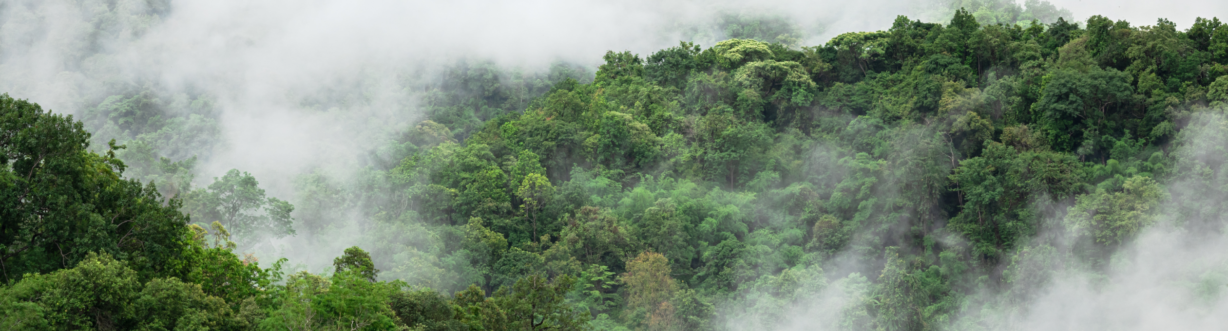 How is the new Article 6 carbon market mechanism developing in the run-up to COP30?<br />