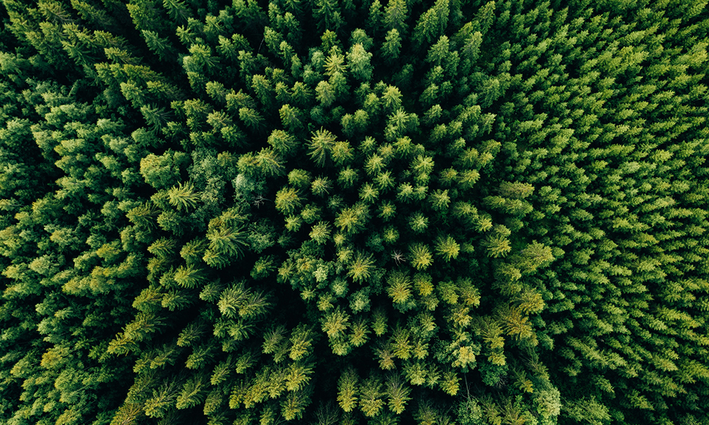 esg-trees-green
