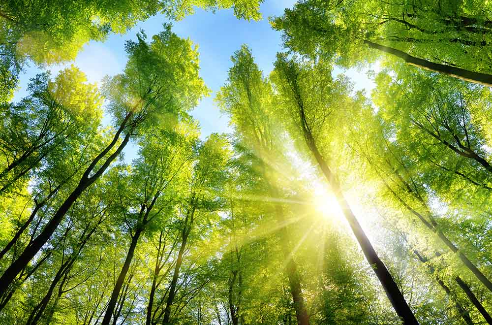 green-trees-sunlight