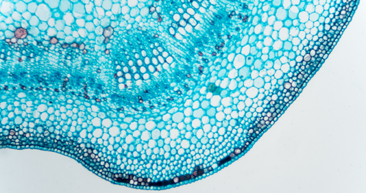 healthcare-and-life-sciences-534x282